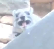 A grey
              screaming squirrel